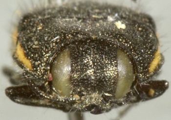 Media type: image;   Entomology 33807 Aspect: head frontal view